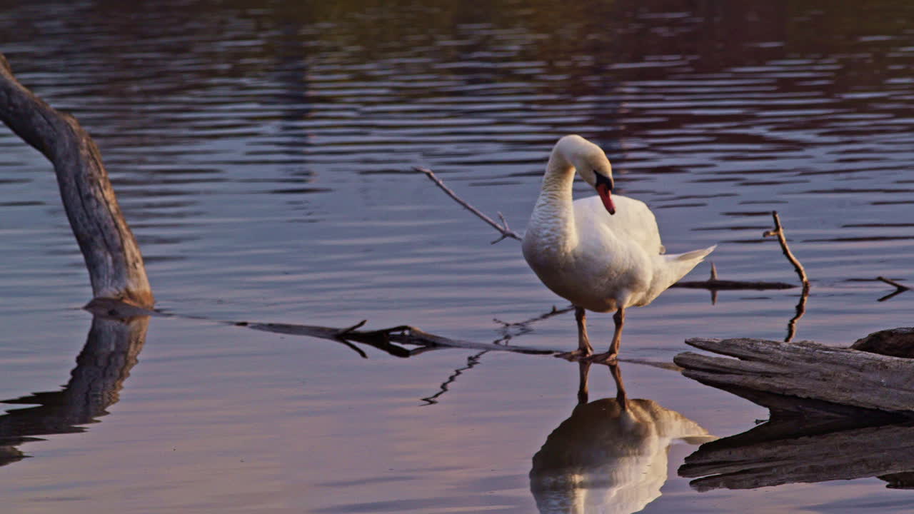 Slow motion shot of swan preening on downed limb