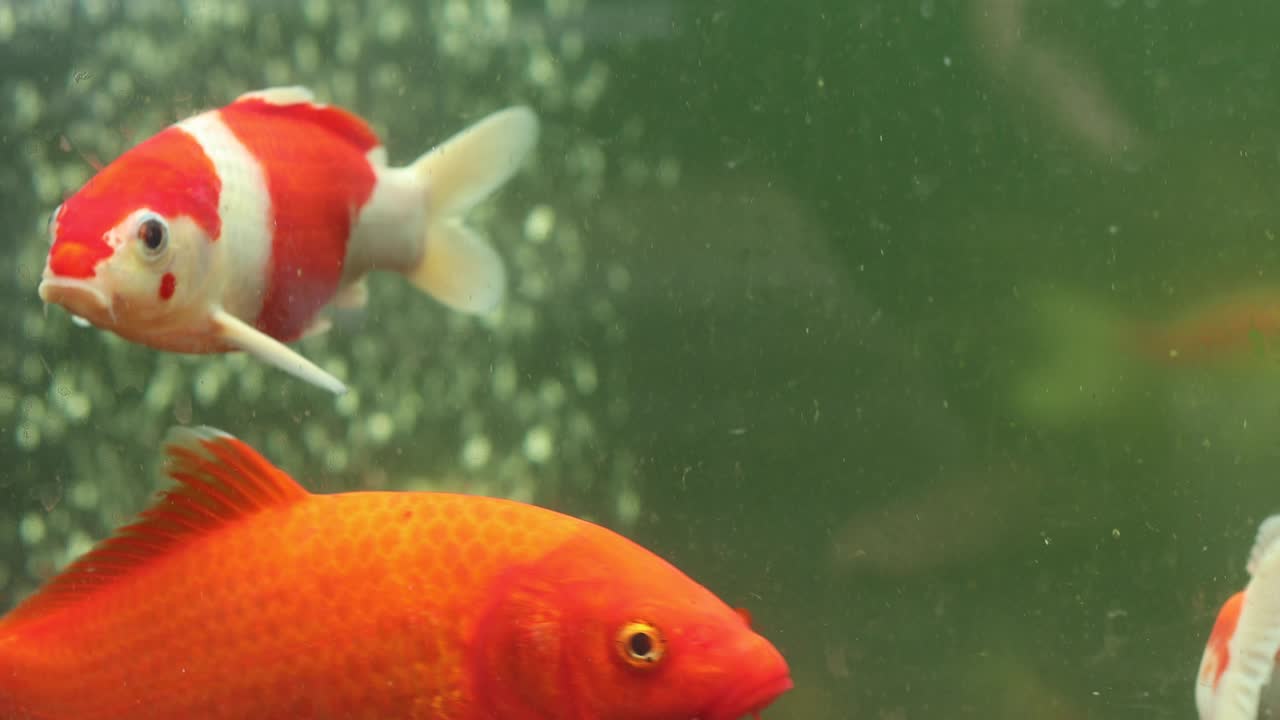 varios peces koi en el estanque de peces