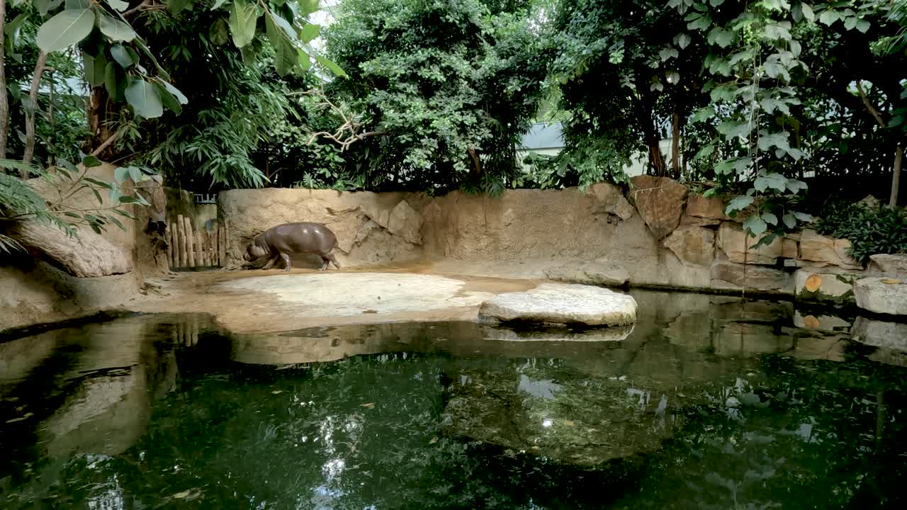 A pygmy hippopotamus moves slowly beside a rocky pool in a lush, indoor zoo habitat with soft, natural lighting and a stationary wide shot
