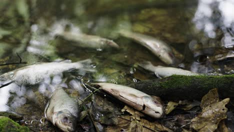 dead fish contaminated with oil waste