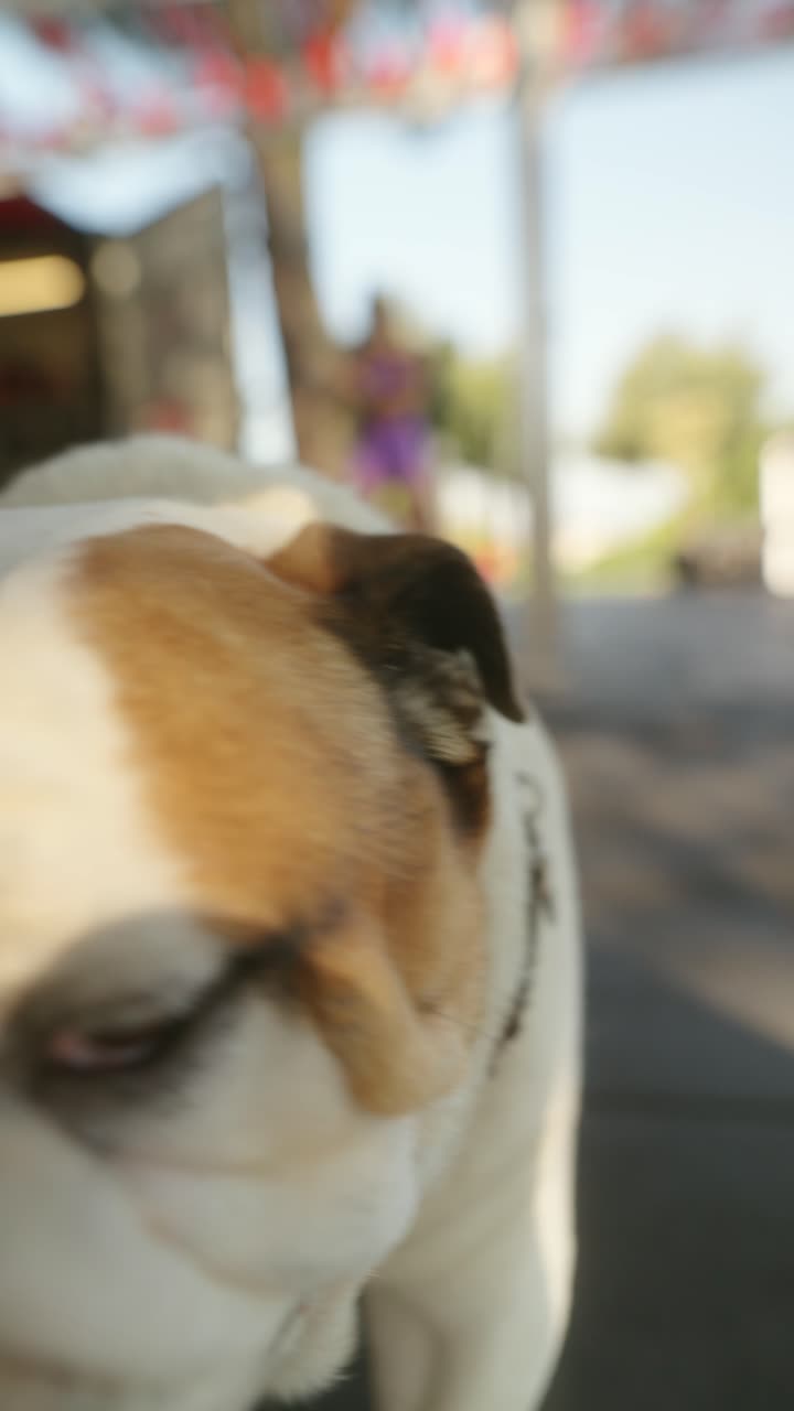 Close-up Portrait of a Curious Bulldog