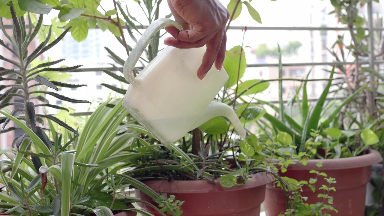 Persona che annaffia piante in vaso su un balcone