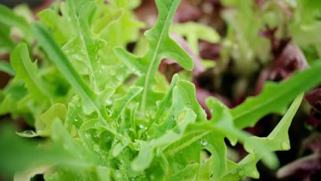 lettuce leaves close up 1