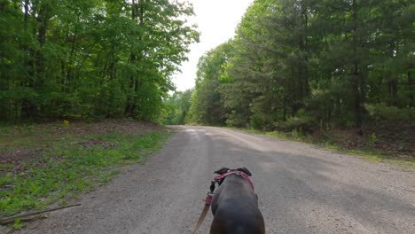 Folgen-Sie-Der-Aufnahme-Eines-Wunderschönen-Braunen-Gestromten-Boxerhundes,-Der-Eine-Schotterstraße-Durch-Einen-Wald-Entlang-Läuft