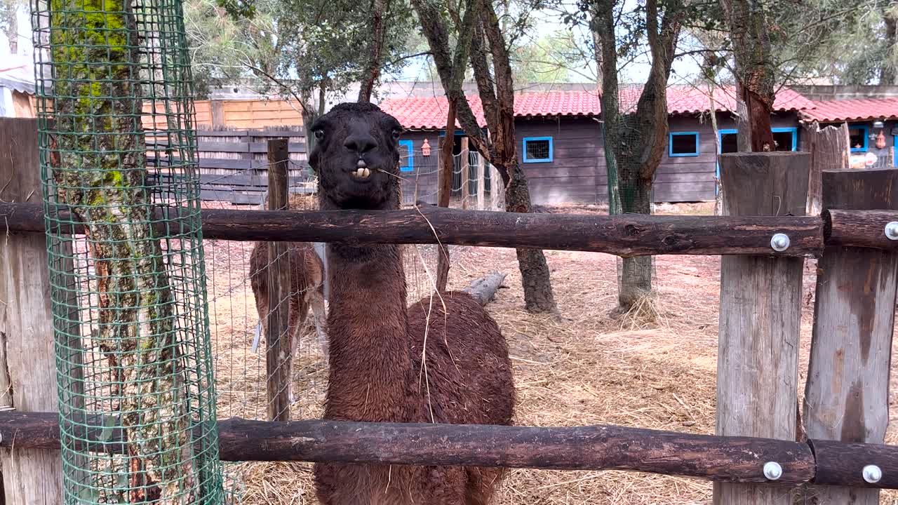 una linda llama marrón en un parque agrícola, una graciosa llama guanaco mirando desde su casa cubierta de paja