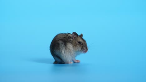 el ratón se despierta sobre un fondo azul.