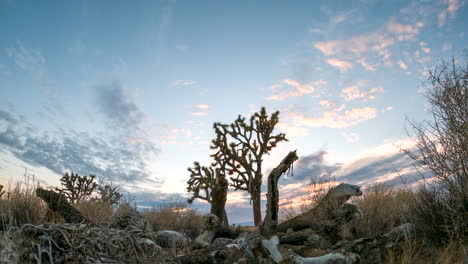 joshua tree and the bones of older trees dead in the mojave desert's harsh climate - tilt up time lapse at sunset