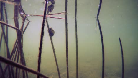 underwater forest at the murky water of the lake