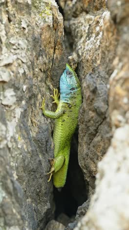 The-Tailless-Survivor:-A-Lizard's-Tale