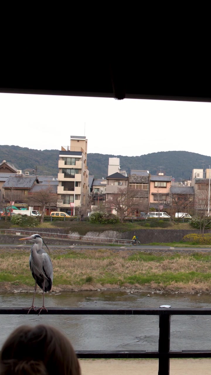 Un airone cenerino sta su una ringhiera davanti a una vista panoramica del fiume Kamo, Kyoto.