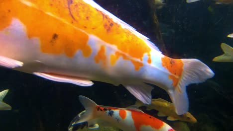 colorful tropical fish in aquarium