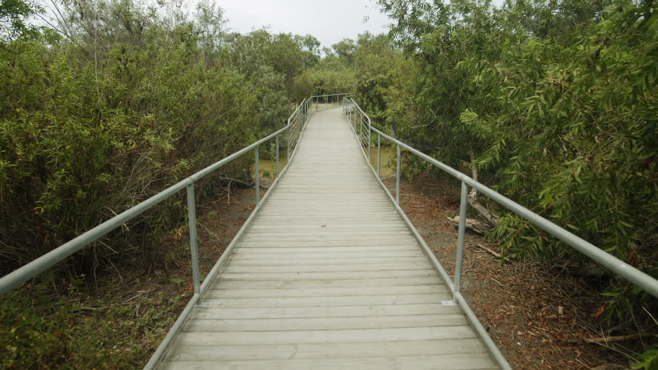 Wooden Walkway Through Nature