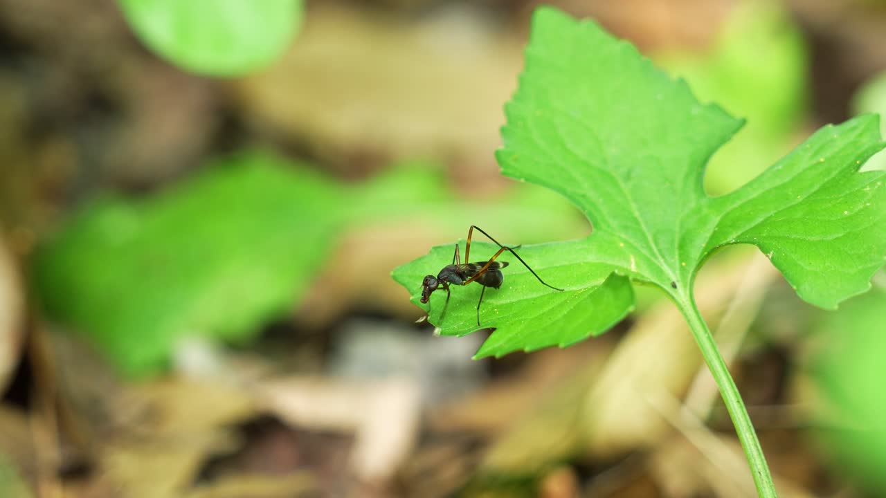 una mosca con le gambe in piedi che agita le zampe anteriori, seduta su una foglia nella foresta della florida.