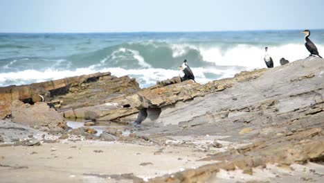 Pájaros-Relajándose-En-Las-Rocas-De-La-Playa-Cuando-Uno-Decidió-Extender-Sus-Alas-Y-Volar-Sobre-Otra-Roca