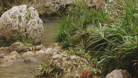 exotic wild plants growing on rocky rivershore at tropics of rio tanama, puerto rico