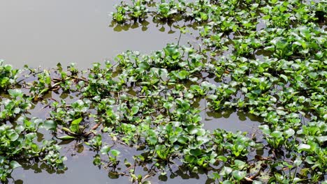 jacinto de agua a la deriva en una superficie de agua tranquila