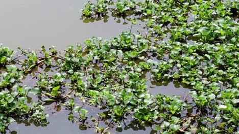 water hyacinths drifting on a calm water surface