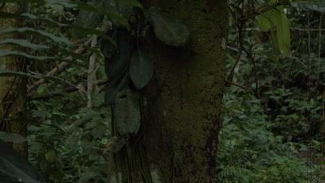 la fortaleza de la naturaleza: sea testigo de la intensa agresión de las hormigas mientras construyen una fortaleza en un tronco de árbol