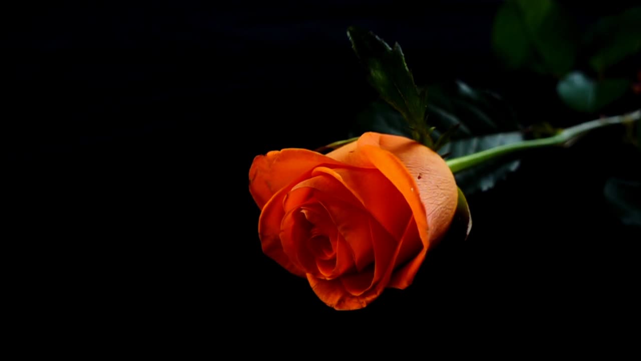 La rosa che cade su uno sfondo nero. Movimento lento.