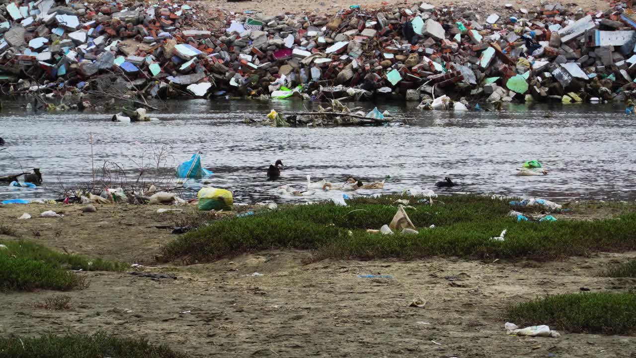오염된 강둑과 오염된 물에 떠다니는 오리 가족