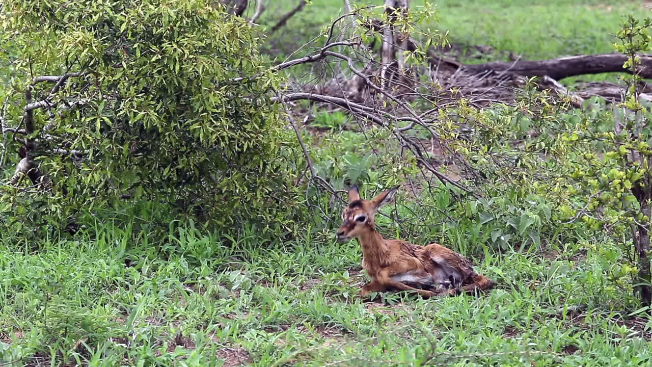 갓 태어난 아기 임팔라는 일어서려고 애쓰다가 아프리카 황무지에서 출산 후 미끄러집니다.