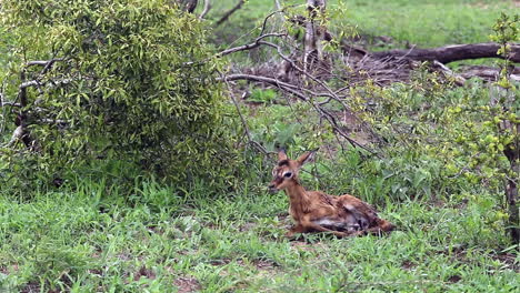 Bebé-Recién-Nacido-Impala-Intenta-Ponerse-De-Pie-Y-Se-Desliza-En-La-Placenta-En-El-Desierto-Africano