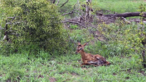 bebé recién nacido impala intenta ponerse de pie y se desliza en la placenta en el desierto africano