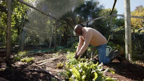 hombre afroamericano de alto nivel recogiendo verduras en un jardín soleado, cámara lenta