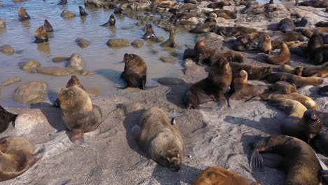 Nahaufnahme-Verspielter-Seelöwen-In-Cabo-Polonio:-Drohnenaufnahmen-Dynamischer-Wildtiere