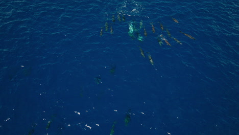 shallow sea in maldives, dolphins gliding in tropical marine environment, dron descends as they gracefully swim