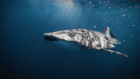 air bubbles circle and rise as whale shark opens mouth in deep clear turquoise water