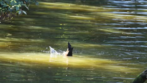 patos buceando y nadando en un estanque