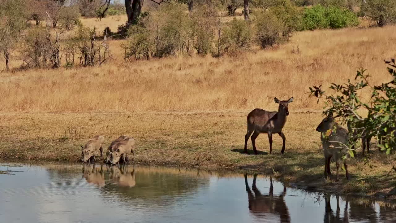 Warthogs and waterbucks run from the edge of a watering hole