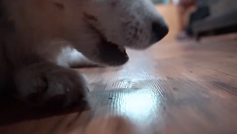 macro of a blue-eyed dog eating a small piece of food