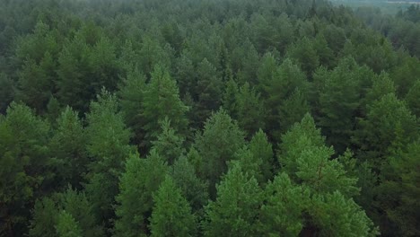 dense pine forest from above