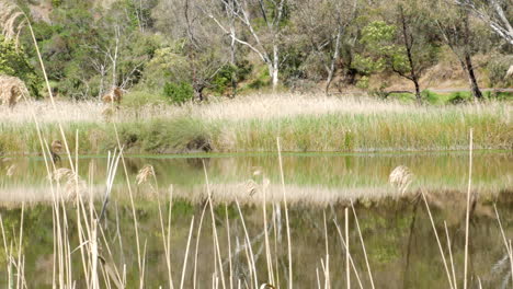 vista de ángulo bajo del río barwon, geelong, australia