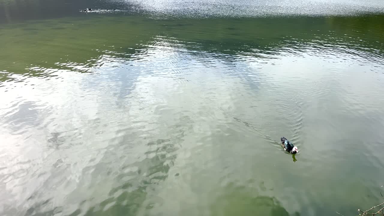 Close-up of a duck swimming calmly in the lake. Daylight