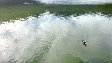 close-up of a duck swimming calmly in the lake. daylight