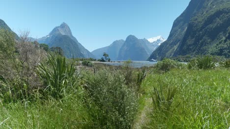 Escénico-Milford-Sound-Con-Suave-Césped-Arrastrado-Por-El-Viento-En-Primer-Plano,-Capturando-La-Serena-Belleza-De-La-Naturaleza.