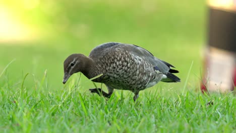 female australian wood duck feeds on grass in an urban park as traffic passes by