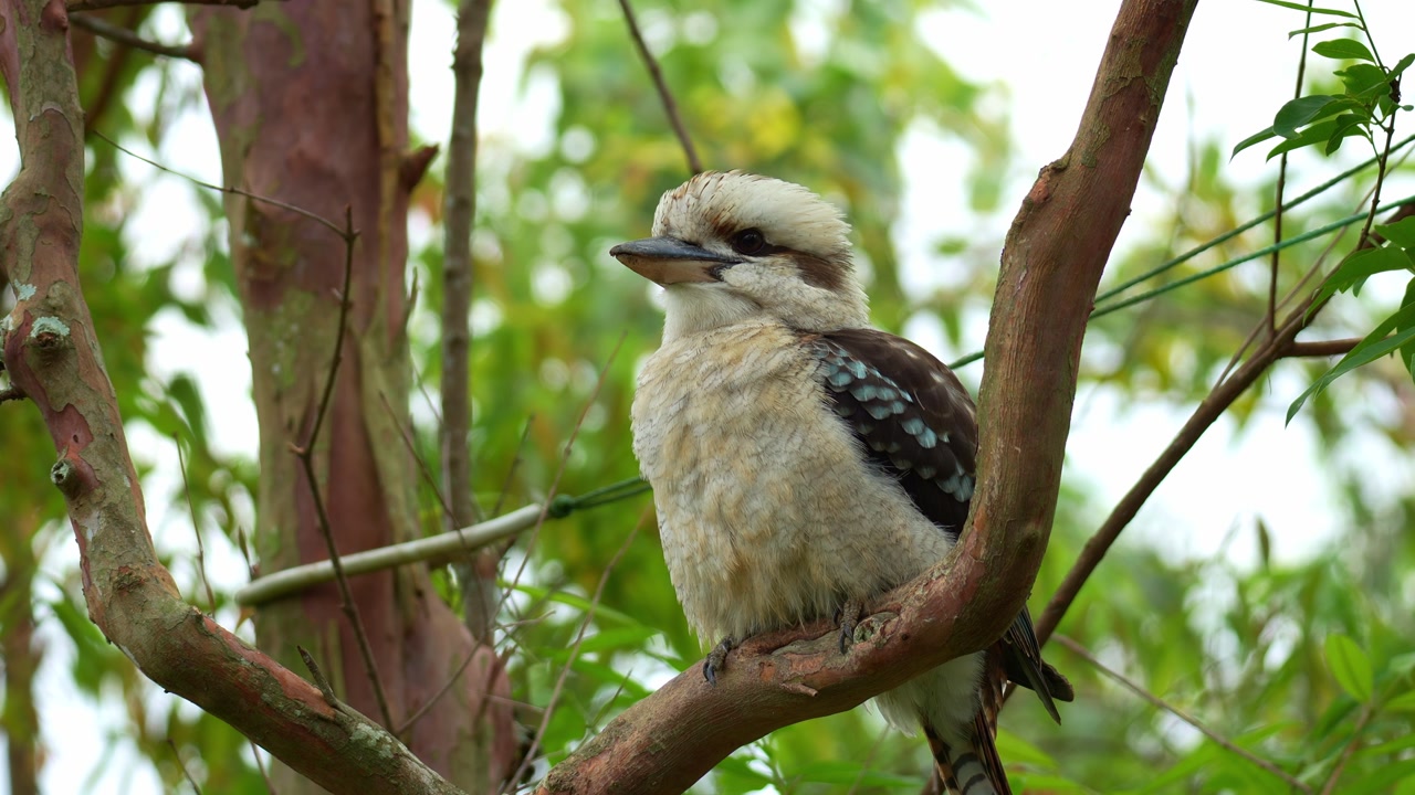 A Laughing Kookaburra (Dacelo novaeguineae) perches on a tree branch, resting in its natural habitat, close up shot.