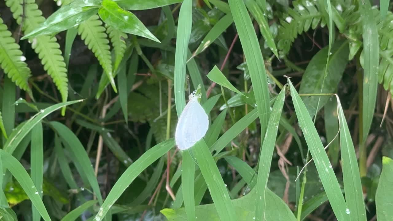 Stunning footage of a butterfly with white wings perched on grass amidst lush foliage. Great for ecological, educational, or nature-based storytelling