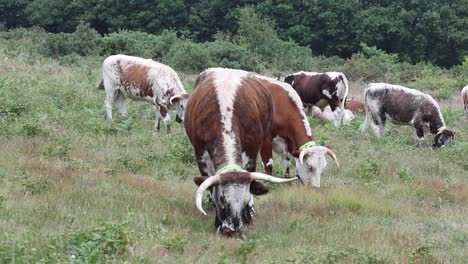 a small heard of longhorn cattle at kinver edge. these are being used to graze the vegetation as part of habitat management. summer. staffordshire. england. uk. 2025
