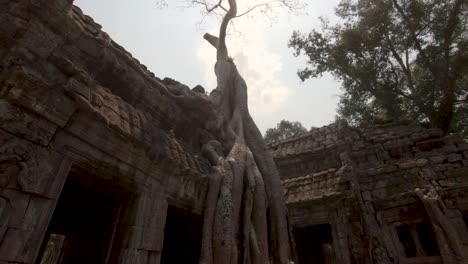 giant tree with huge roots covering stone temple,ta prohm temple ,siem reap, cambodia