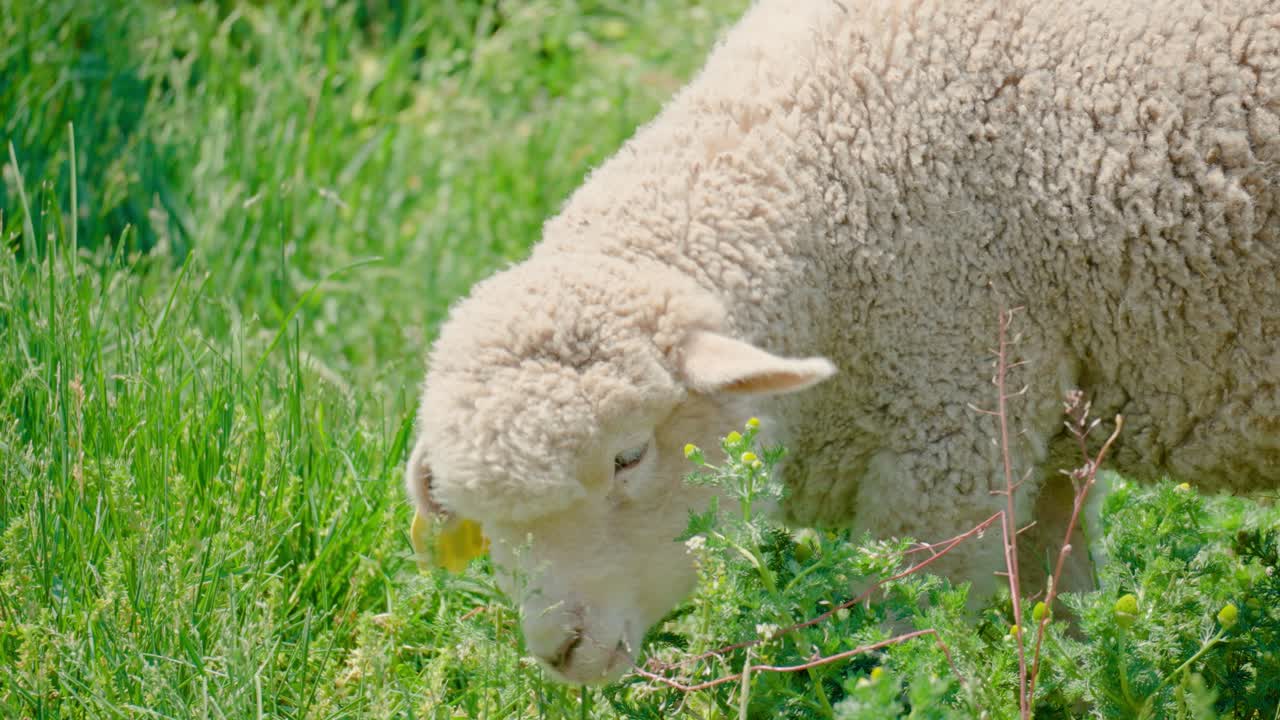 ovejas blancas esponjosas pastando malezas en el prado en un día soleado en las tierras de cultivo de anseong, gyeonggi-do, corea del sur