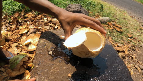 person showing the water inside a coconut, sunny day in sao tome and principe