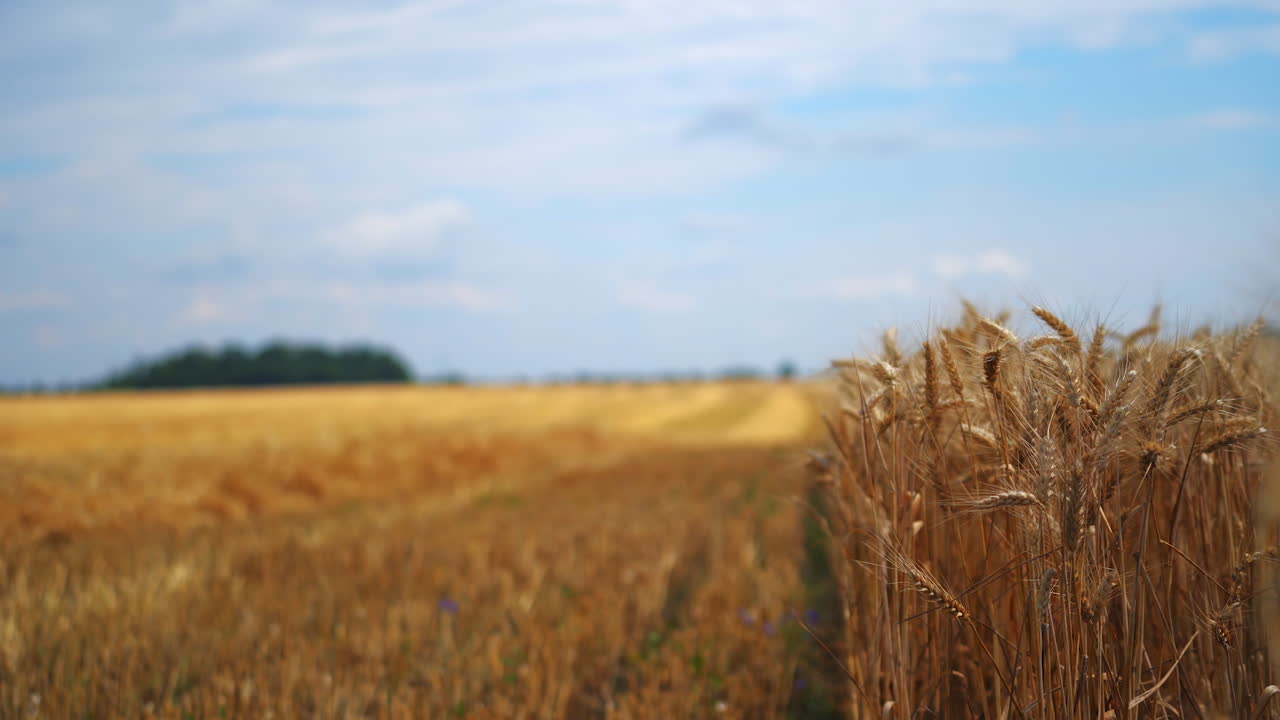 Ears of wheat on the background of beveled field. Wheat field with yellow spikelets in summer. Agricultural concept.