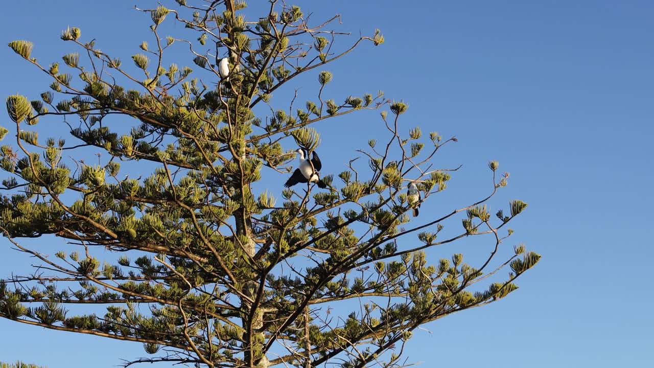 Cormorants rest on a pine tree against a clear blue sky during sunset, creating a serene and natural scene