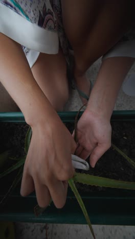 Woman Caring for Aloe Vera Plant