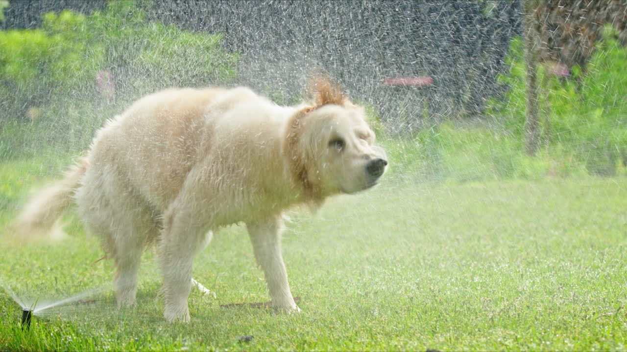 골든 리트리버가 스프링클러에서 놀고 있다